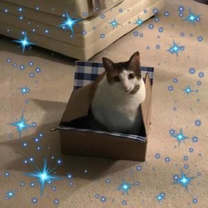 Meet your Posher, Dawn